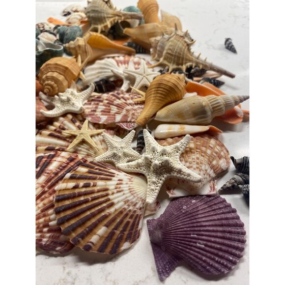 New Sea Shells Mixed Beach Seashells & Starfish for DIY Crafts, Party Decor - Picture 7 of 13